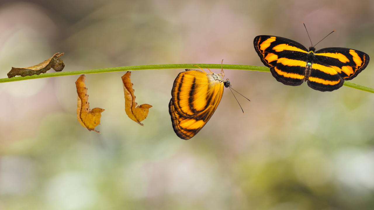 How to Transmute Your Fear Into Freedom (Insight & Formula)