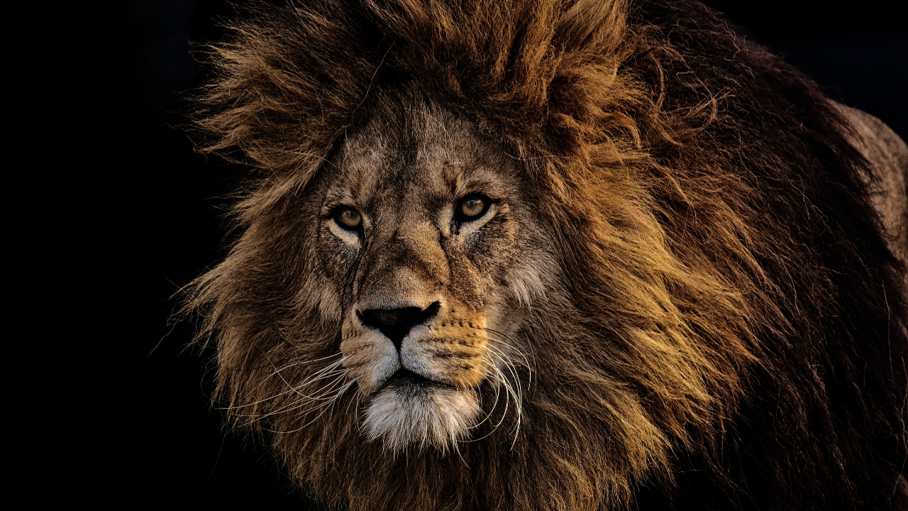 Reminder: Victim Mentality is Deception 🦁